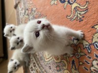 45 GÜNLÜK KEDİLERİMİZİ SAHİPLENDİRME