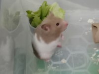 Eğitimli hamster pamuk