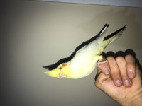 Kesinlikle ısırmaz lutino sultan papağanı yavru