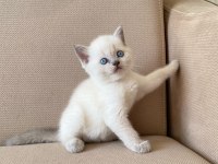 A KALİTE BRİTİSH SHORTHAİR BLUEPOİNT
