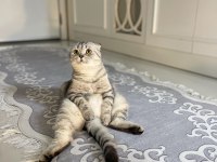 1.5 yaş oturan scottish fold kedimiz
