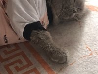 Sevimli ve aile ortamında büyümüş oğlumuz yuva arıyor