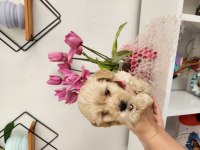 45 günlük maltipoo yavrularımız