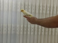 2 adet erkek biri 6 aylık biri 2 aylık sultan papağanı
