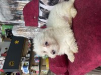 YAVRU MALTİPOO BEBEKLERİME YUVA ARIYORUM