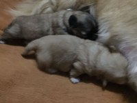 0-3 Aylık Küçük Irk Tibet Spaniel