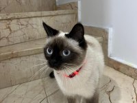 Sevimli cana yakın siyam kedisi
