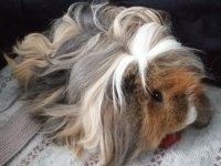 Guinea Pig Kobay Sahiplendirme