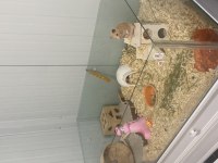 Hamster ve eşyaları