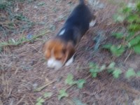 Beagle yavrular