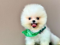 Safkan Pomeranian Boo Bebekler