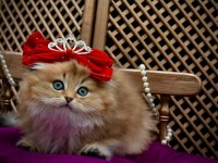 O bir prenses scottish fold
