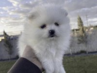 Pomeranian Boo Köpeği Sağlıklı