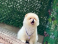 Orijinal Pomeranian Boo Yavrumuz