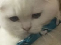 Gönüllü sahiplendirme scottish fold
