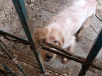 İngiliz Setter Av köpeği