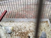 Yeni yem yemeye başladı yavru muhabbet kuşları