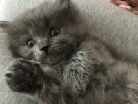 Chinchilla - Scottish Kırma 1 Aylık Bebekler
