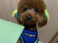 TOY POODLE ERKEK OĞLUMA EŞ ARIYORUZ