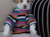 Sevimli terrier kırması kızıma yuva arıyorum