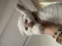 Maviş gözlü scottish fold ve british yavrular