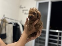 Dark red brown toy poodle yavrumuz