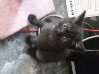 Koyu kahverengi british shorthair