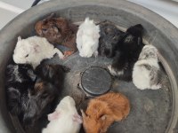 Yavru ginepig