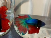 Betta Balığı