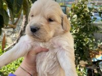 Ararsanız sevinirim golden retriever