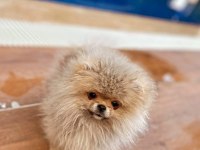 Orijinal Pomeranian