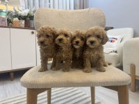 Orjinal maltipoo bebeklerim