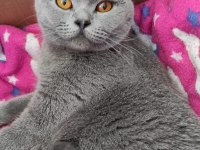 Yakışıklı scottish fold oğluma yuva arıyorum