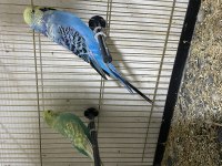Jumbo ve Çekoslovak muhabbet kuşu takım