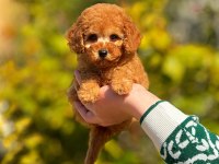 TOY POODLE YAVRULARIMIZ KİLO GARANTİLİ
