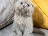 Saf kan minnoş scottish fold yavrum