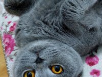 Ücretsiz British Shorthair 3 Yaş