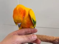Yarı evcil konur papağanı