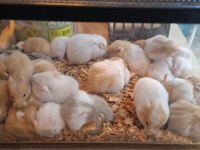 Suriye hamster yavrularımız