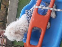 Maltese terrier 6 aylık erkek