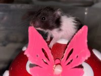 Uzun tüylü suriye hamsterları yeni sahiplerini bekliyor