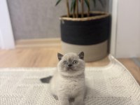 Brıtısh Shorthair Blue Point