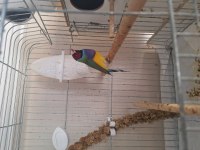Erkek Gouldian (Gök kuşağı) Finch