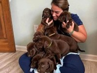 Çikolata ve beyaz renk Labrador Yavruları 
