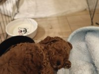 A kalite mini boy poodle bebekler