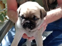 Pug yavruları