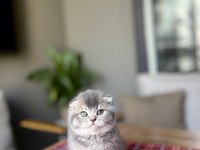 SCOTTISH FOLD AYI SURAT YAVRULARIM 