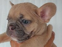 French bulldog süper anatomi