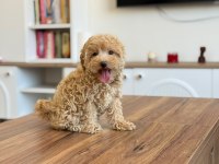 AŞILI ÇİŞ EĞİTİMLİ MALTIPOO  BEBEKLER 