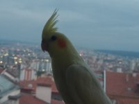 Lutino Kırmızı Göz Sultan Papağanı